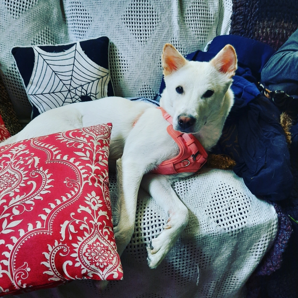 Meet your Posher, Grover